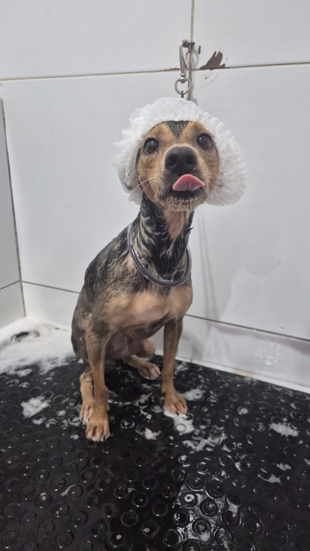 Cãozinho de touca, recém-saído do banho