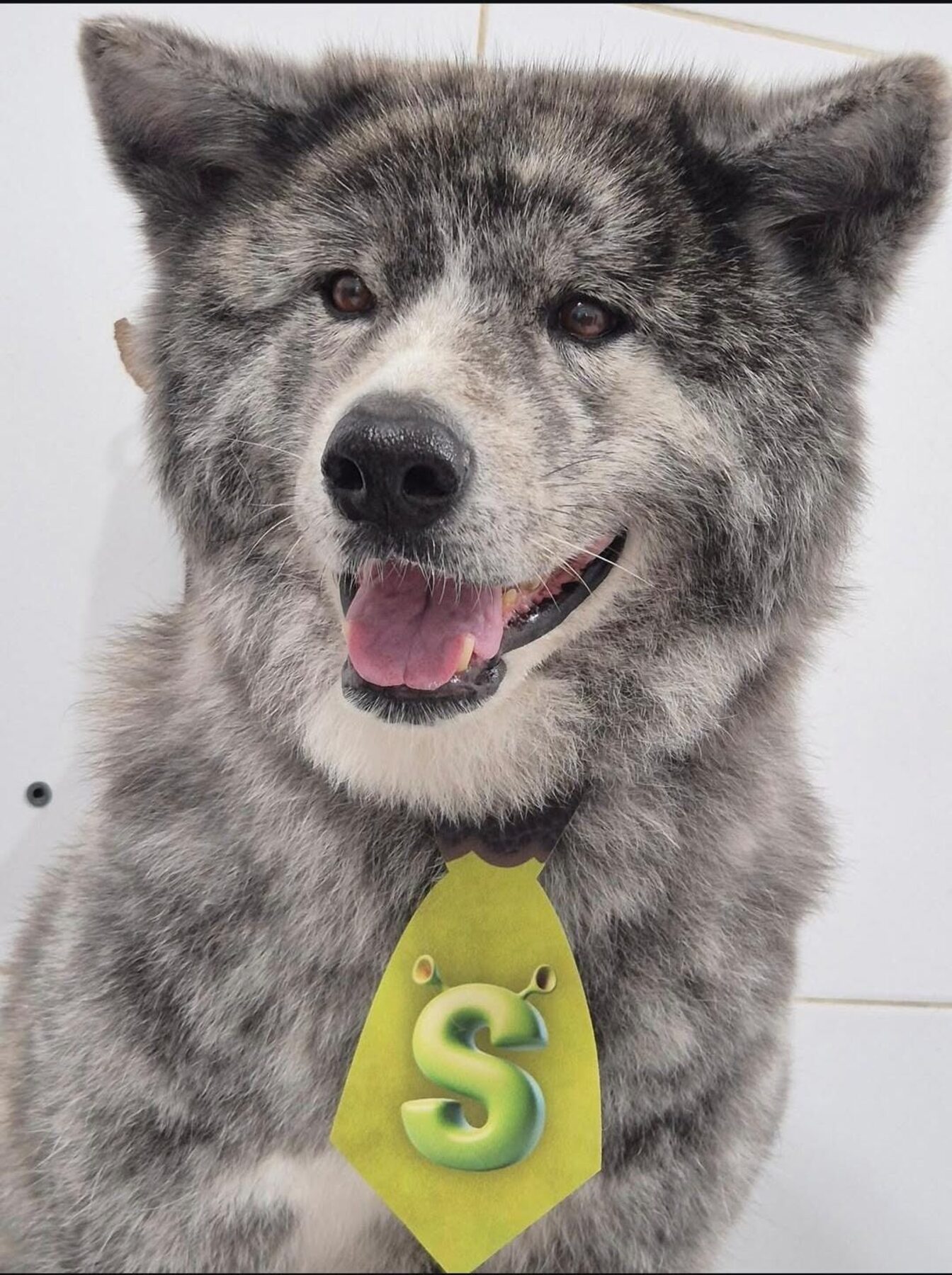 Cão tosado e cheiroso depois do banho no Recanto