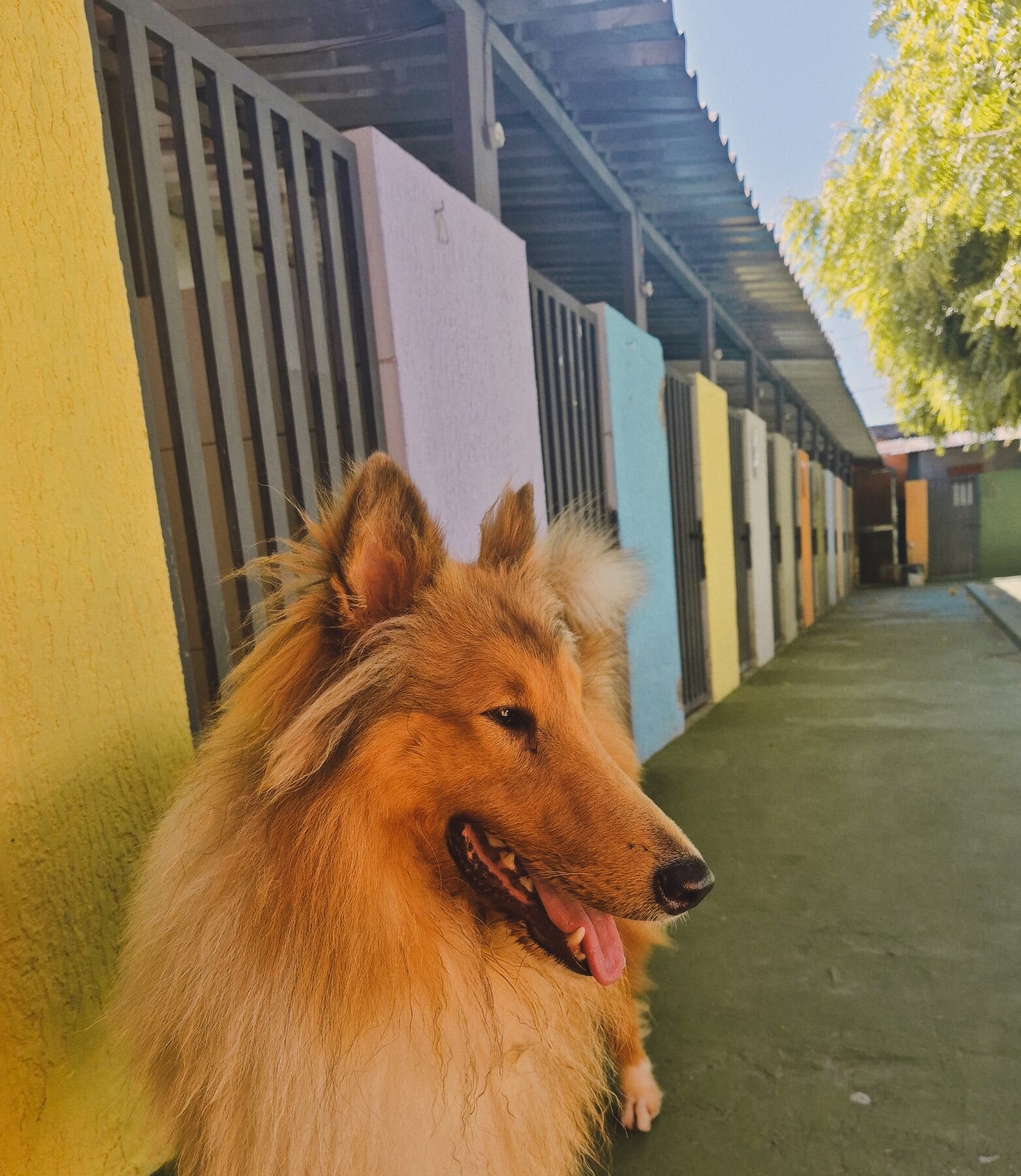 Collie hospedado passeando pelo corredor colorido dos canis do Recanto