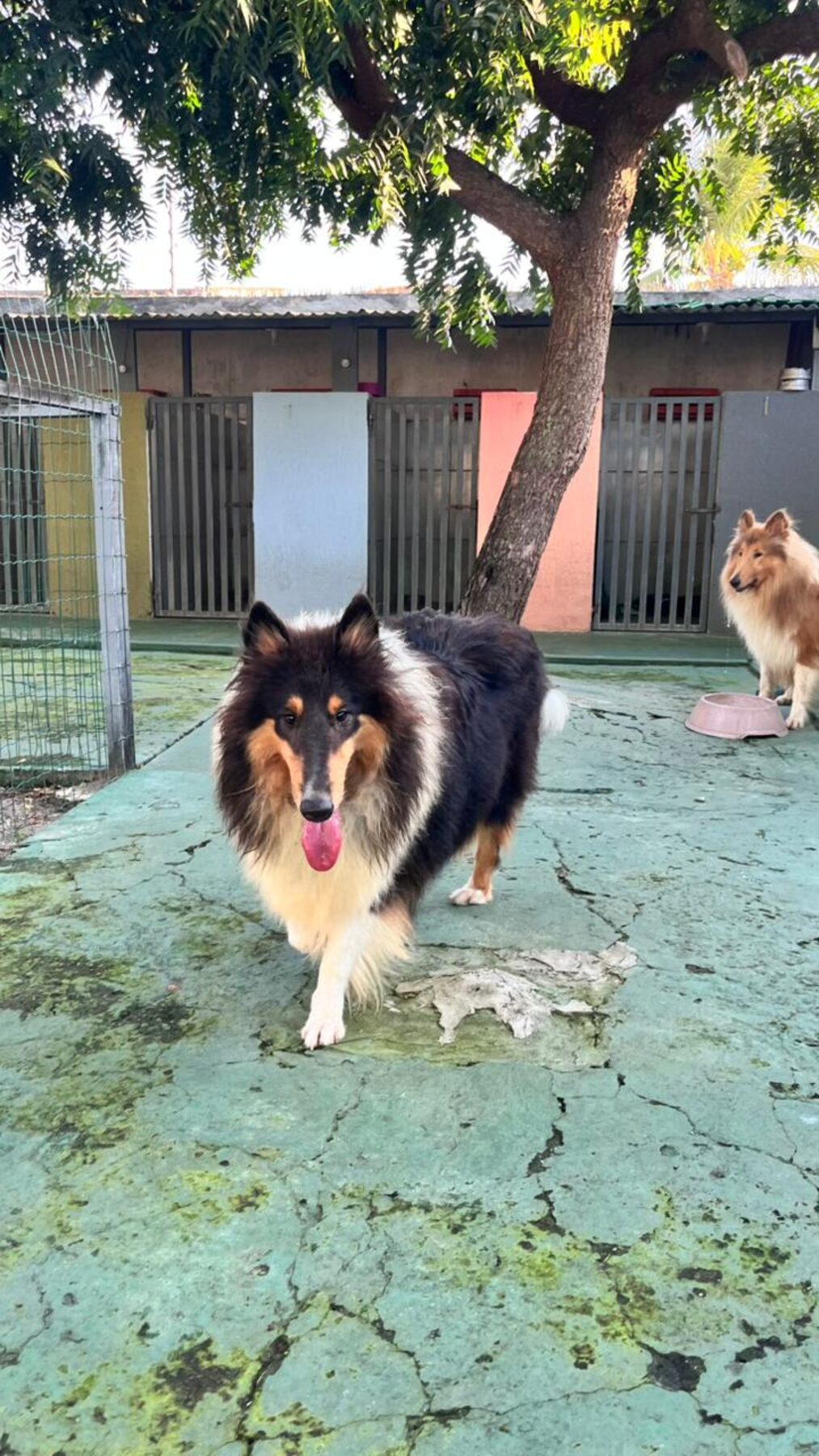 Collie animado passeando ao lado de outro cão na área de recreação