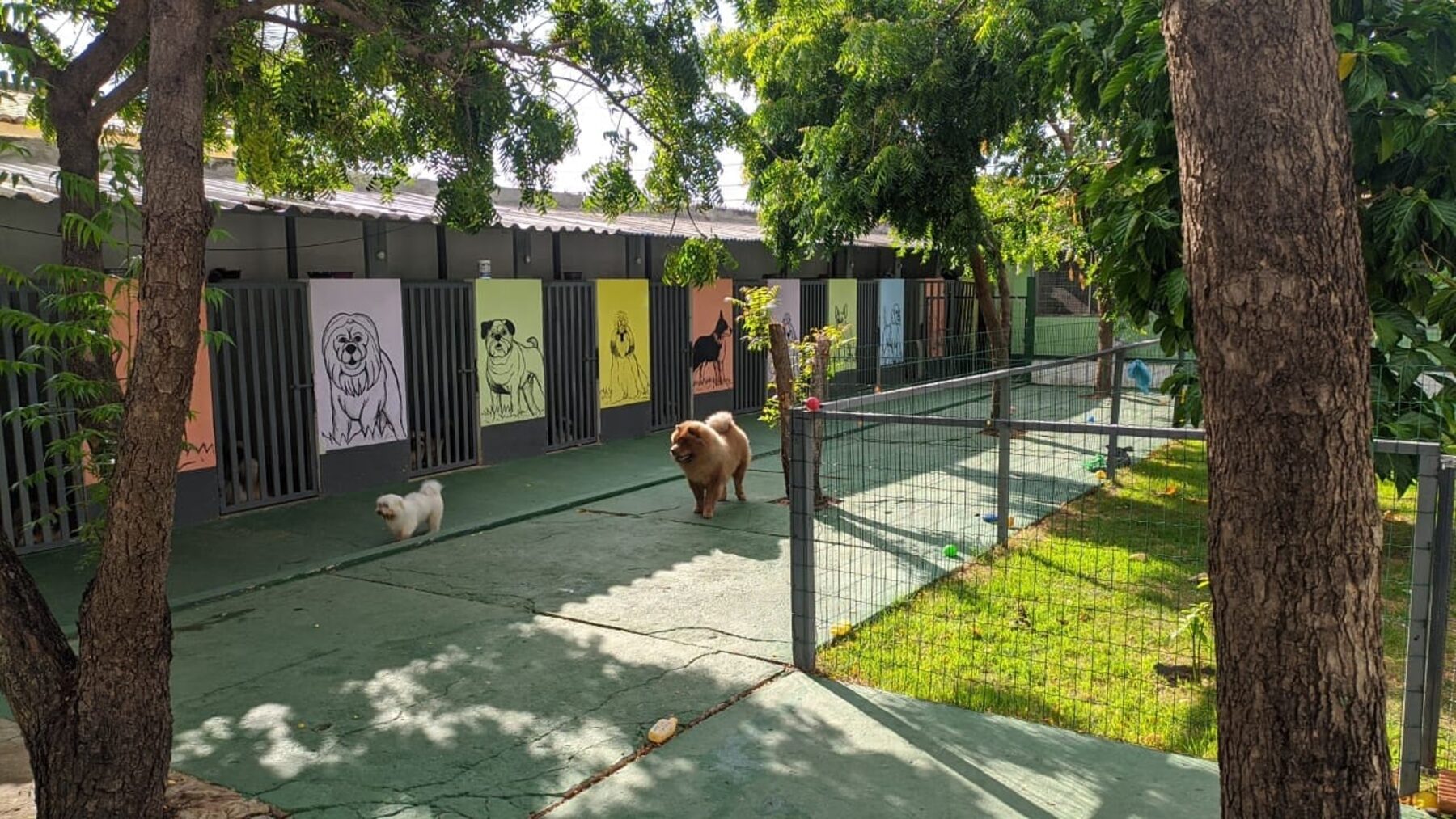 Corredor colorido dos canis, com hóspedes à vontade