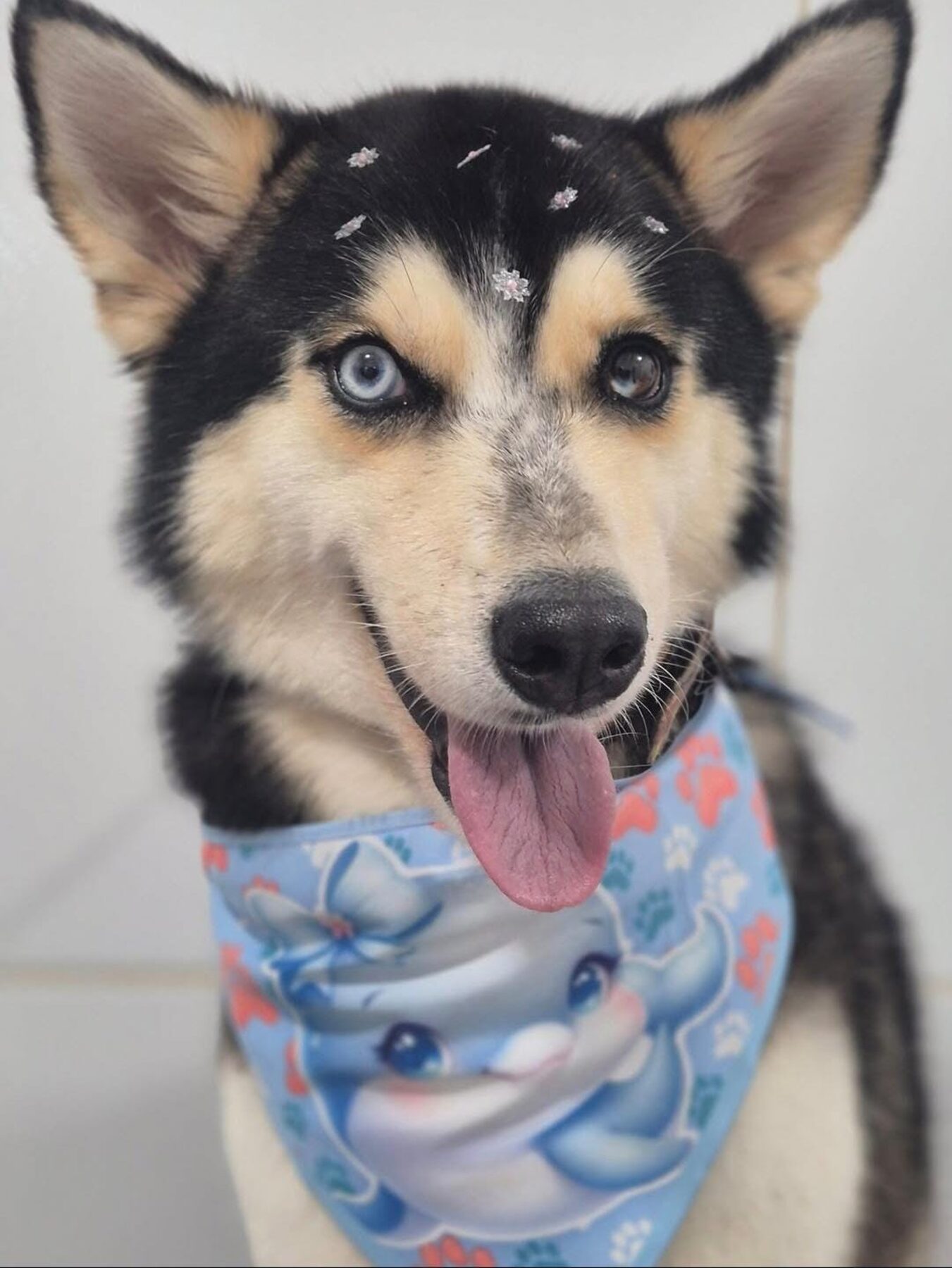 Filhote de husky de olhos azuis, hospedado no Recanto