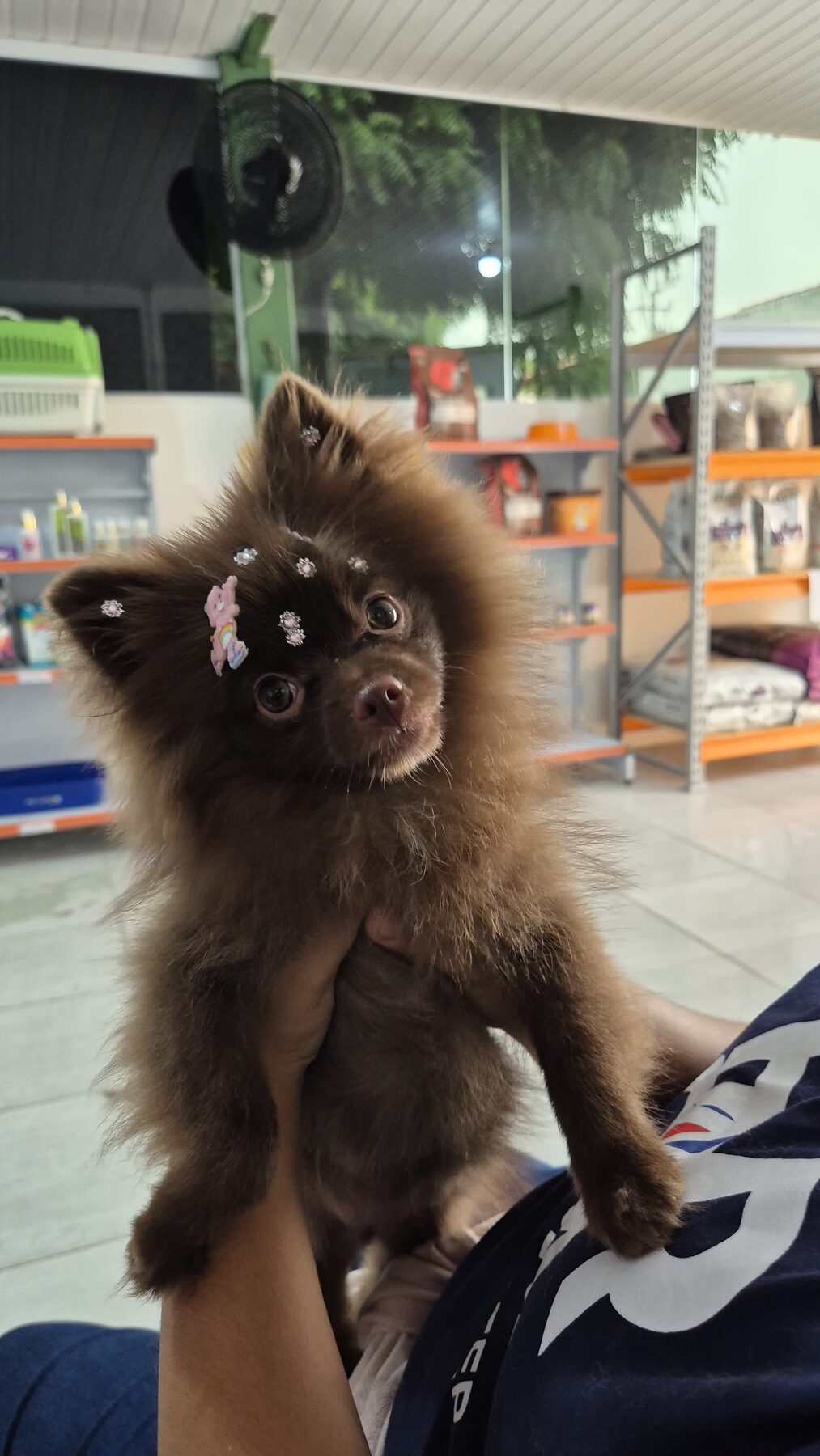 Filhote no petshop do Recanto, cercado de ração e acessórios