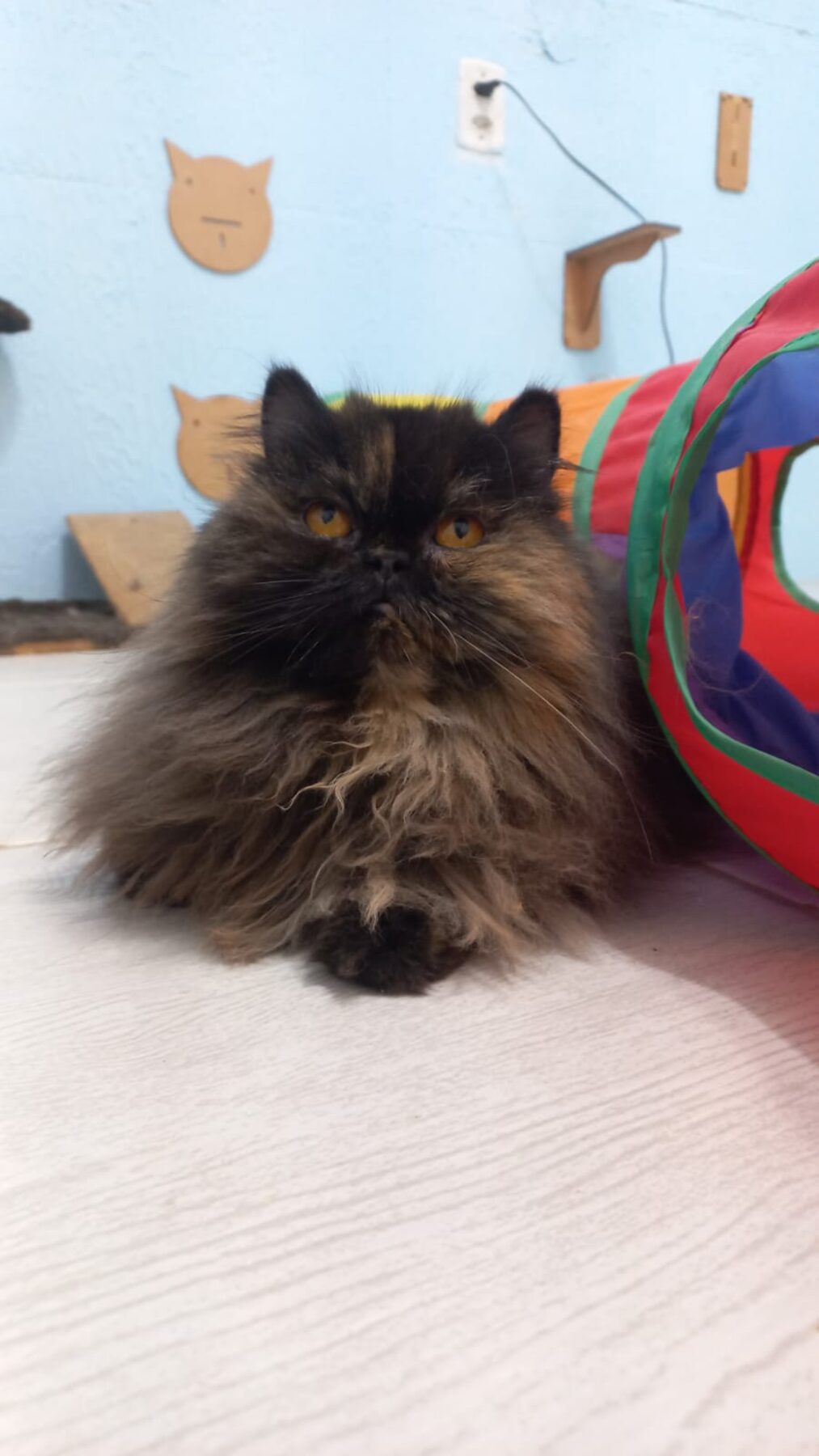 Gato persa em ambiente calmo e seguro no Recanto