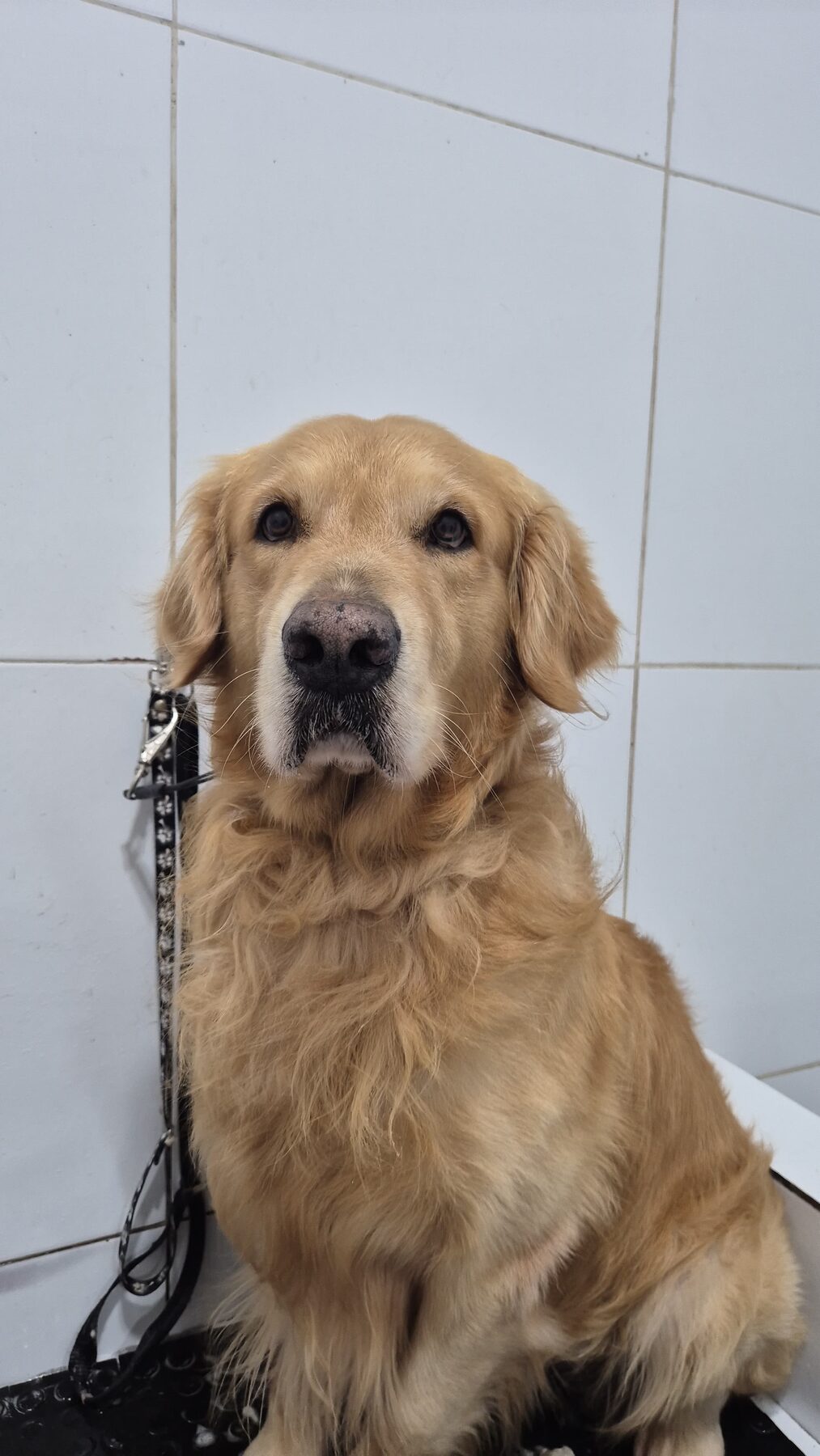 Golden retriever hospedado no Recanto, tranquilo e bem cuidado