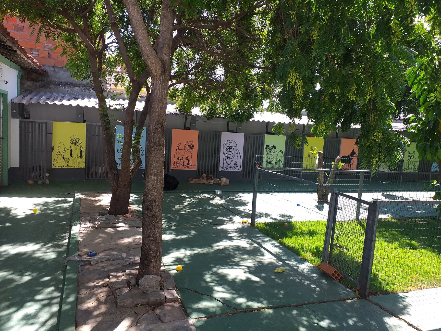 Cães brincando juntos no pátio de recreação do Recanto