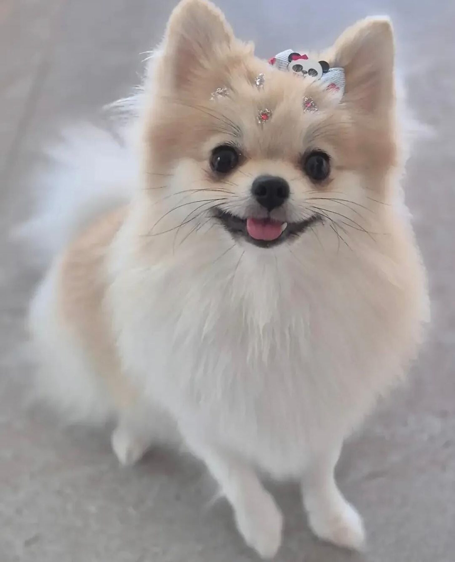 Spitz alemão todo enfeitado depois da tosa