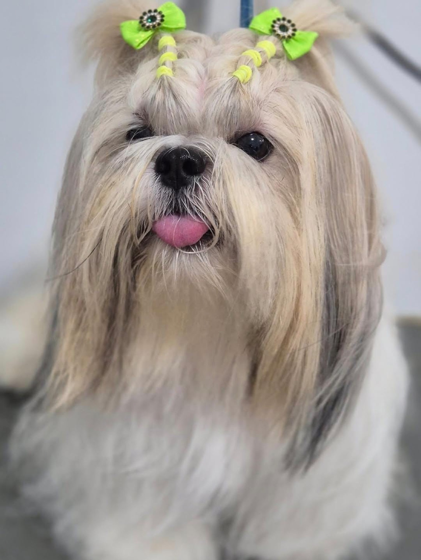 Shih tzu com o pelo escovado e laços verdes depois da tosa no Recanto